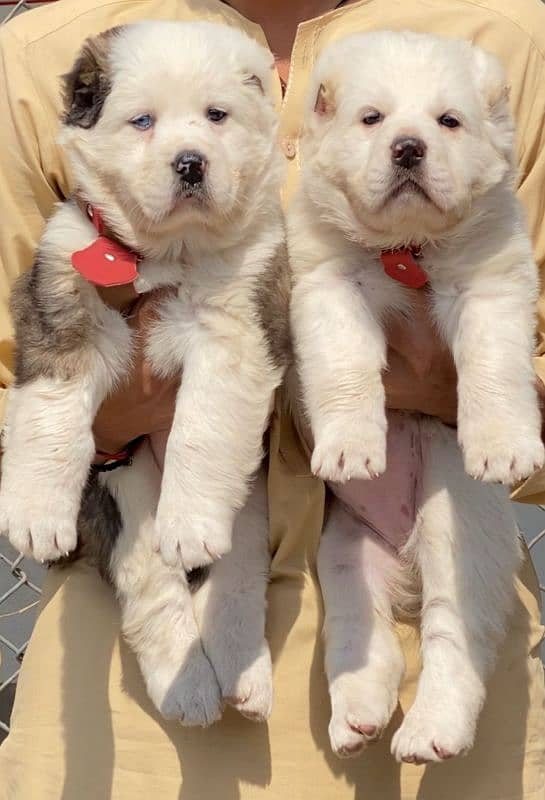 king alabai dabal hadi ful havey bone pair security dog for sale 0