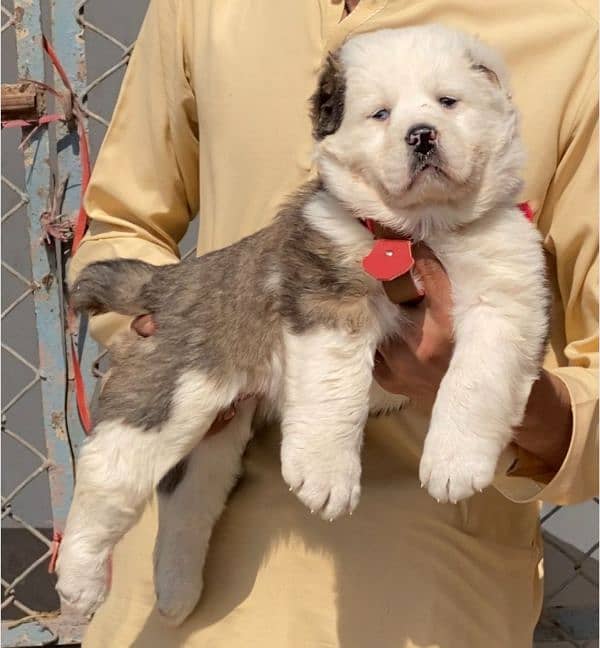 king alabai dabal hadi ful havey bone puppy for sale 0