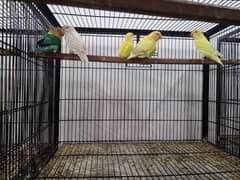 Lovebirds | Parblue | Cremino | Decino | Albino red eye | Blue Opline