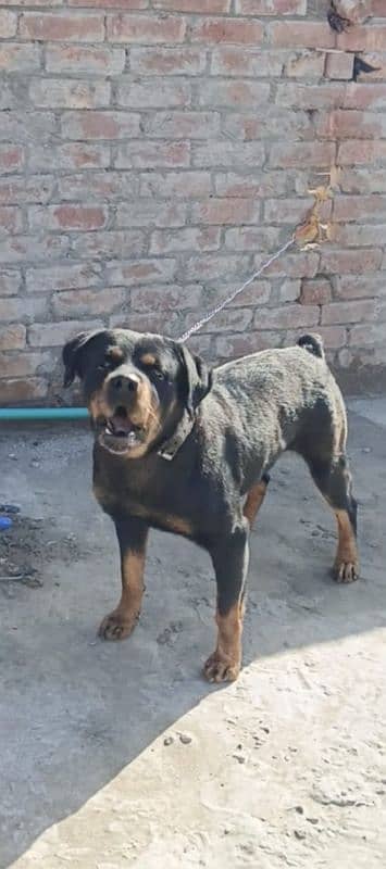 Rottweiler female available for sale [on heat] 0