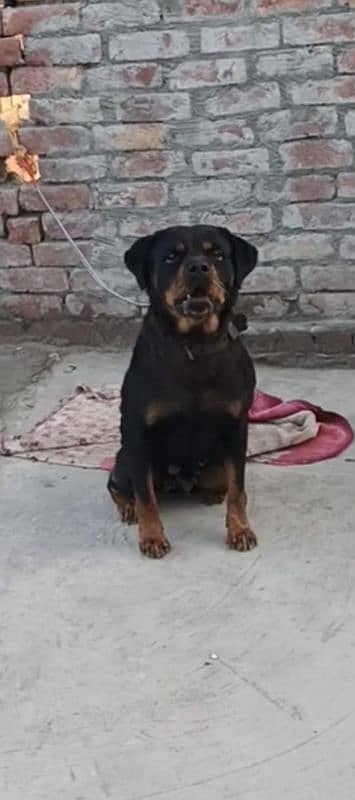 Rottweiler female available for sale [on heat] 2