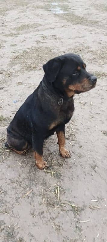 Rottweiler female available for sale [on heat] 3