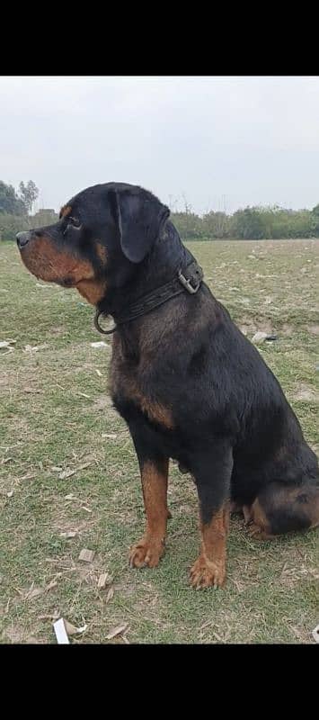 Rottweiler female available for sale [on heat] 4