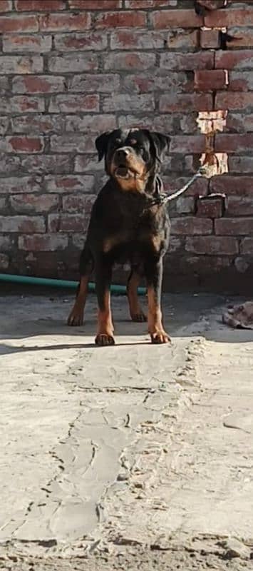 Rottweiler female available for sale [on heat] 5