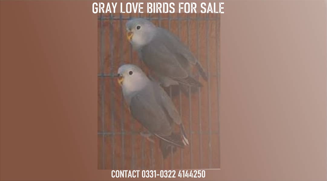 gray love birds 0