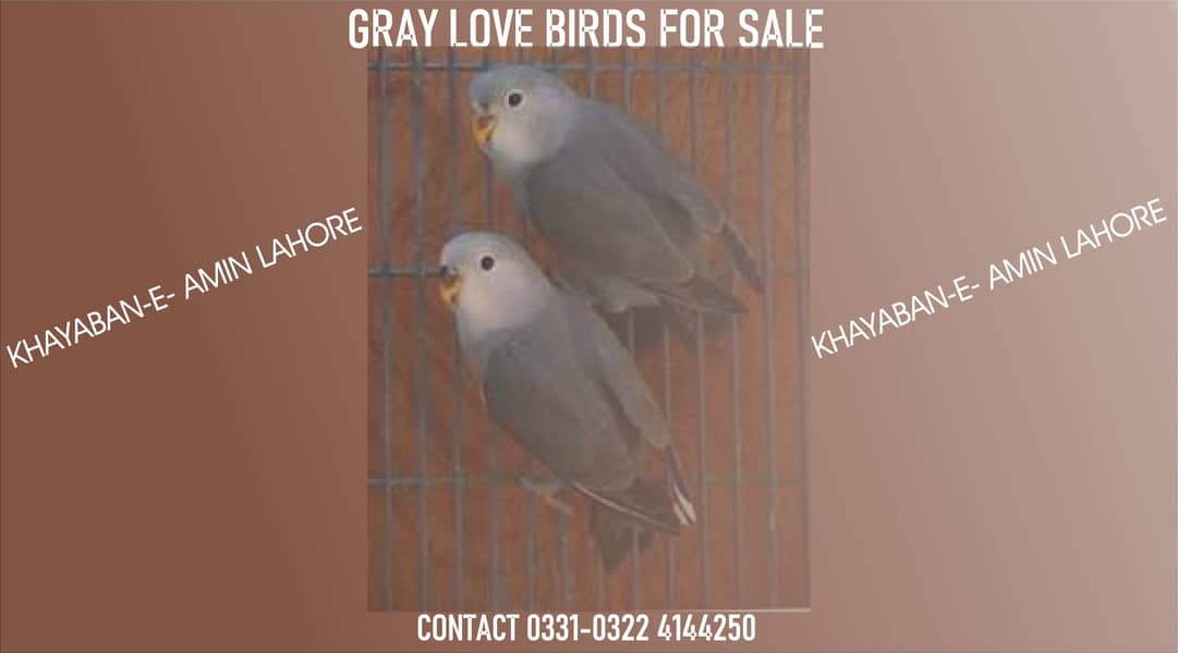 gray love birds 1