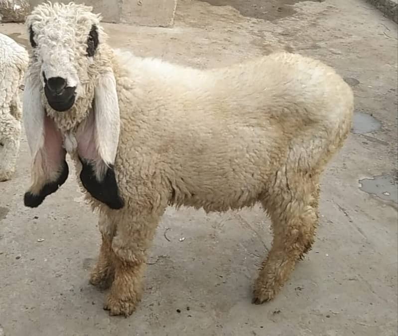 kajla /chahtra / bakra | Breader | بکرا | Sheep | sheep | Goat 4