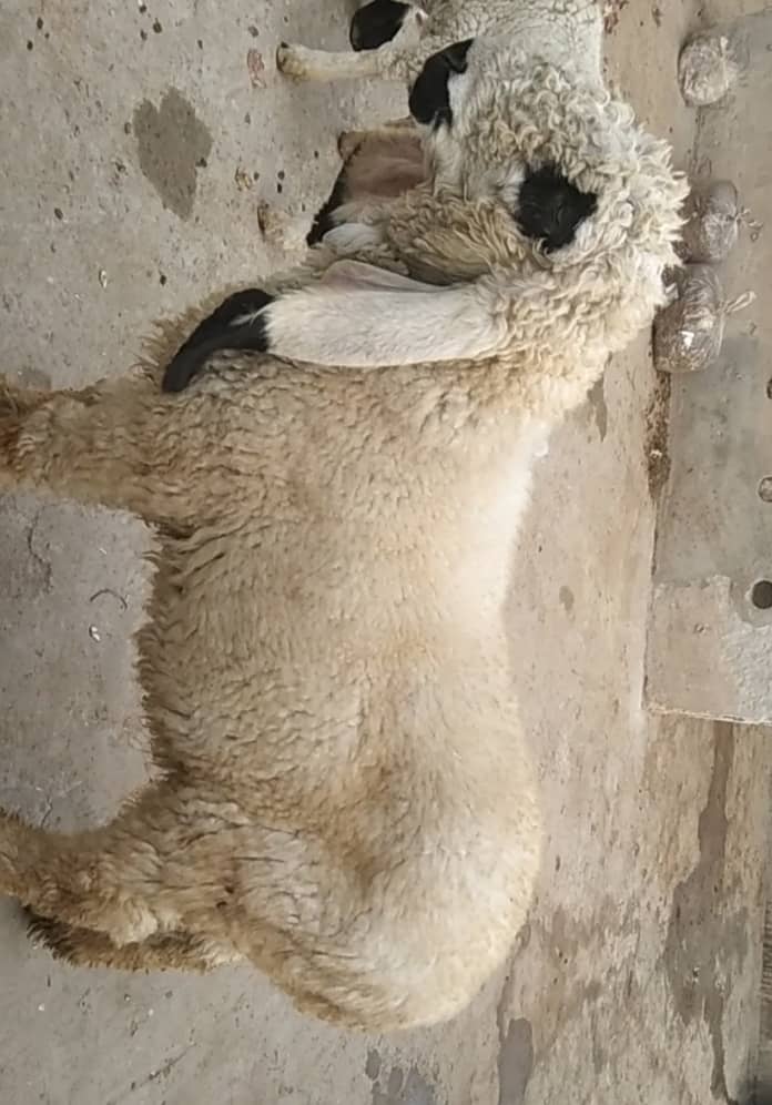 kajla /chahtra / bakra | Breader | بکرا | Sheep | sheep | Goat 7