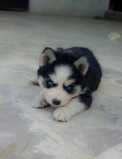 Siberian Husky Puppy