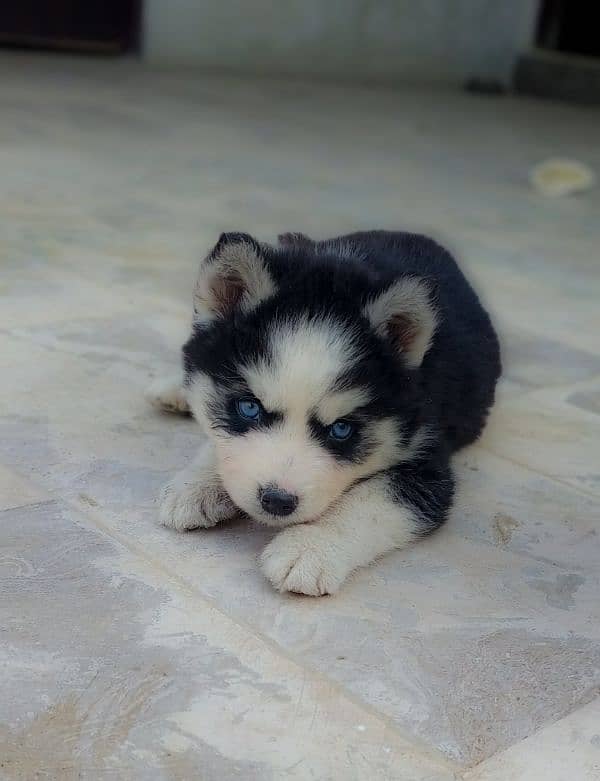 Siberian Husky Puppy 0