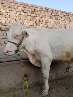 white bull