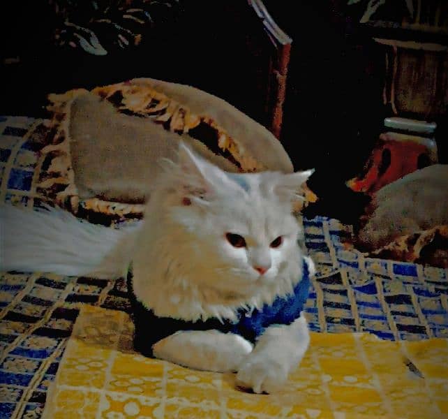 Persian male cat 0