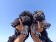 German shepherd puppies available for sale