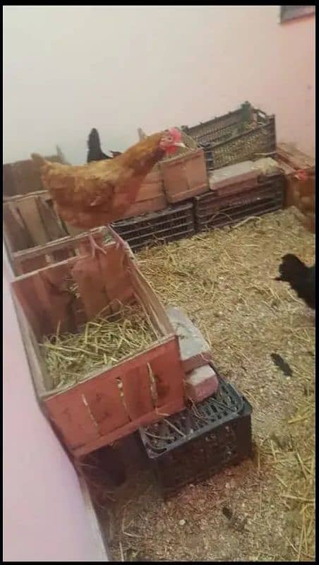 Australorp and golden Misri for xale 1