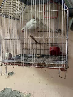 white parrot breeder