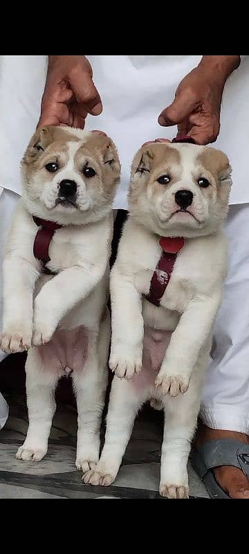 king Alabai Pior 2 month sequrty dogs for sale 0