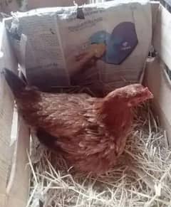 Broody hen (Kurak murgi)