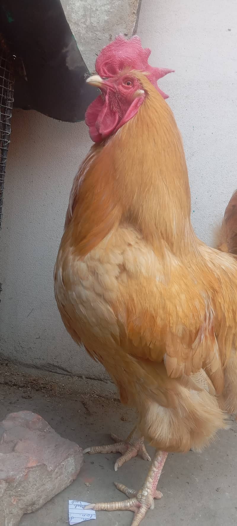 Golden Buff Male for sale urgent 4