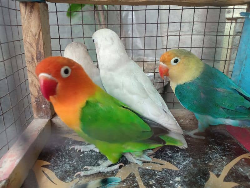 2 Breeder Pair Of Lovebirds 0