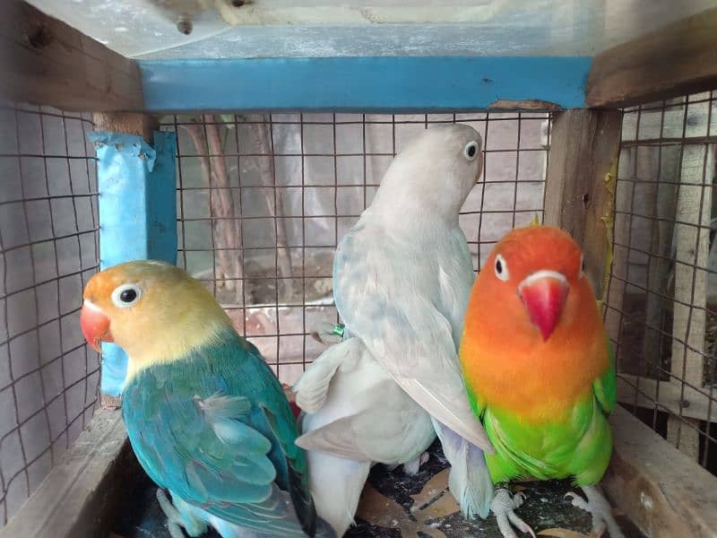 2 Breeder Pair Of Lovebirds 3