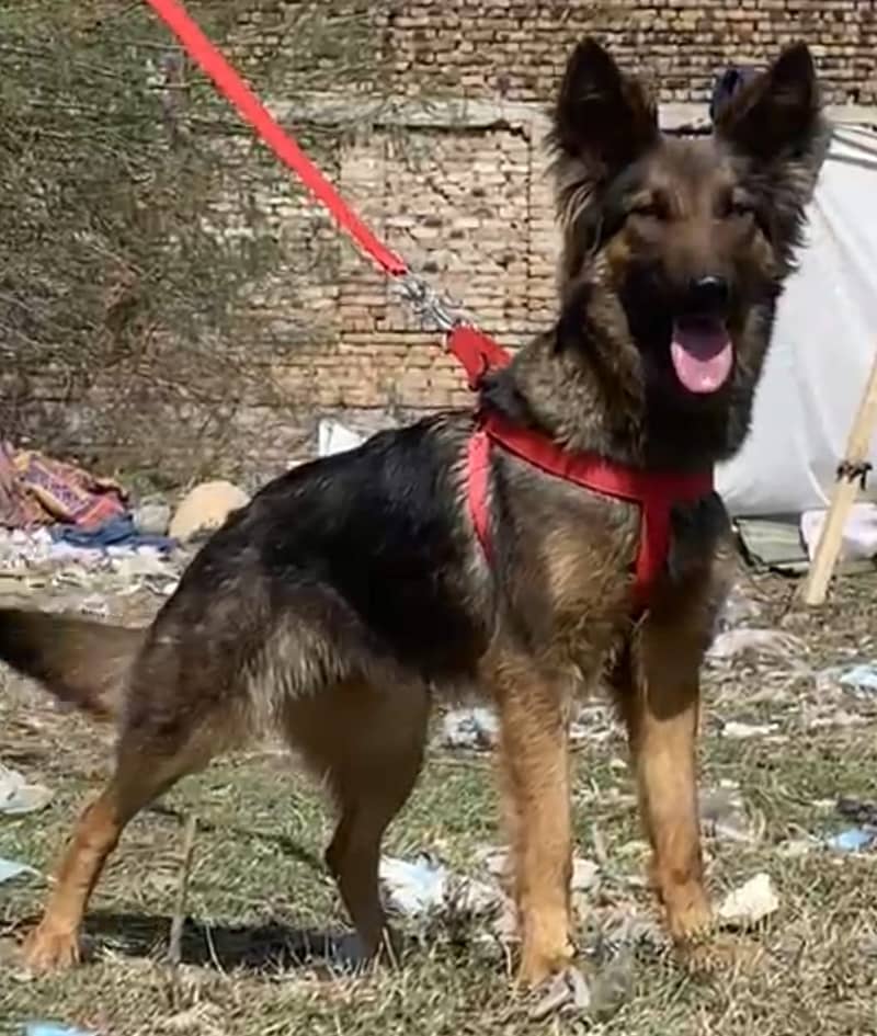 available Bhagyari security Female | Bhagyari security Dog For Sale 2