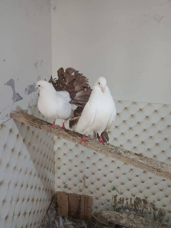 Breder Pigeons pair 1