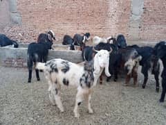 Bakray: Baluchi/Sindhi cross Bucks (males) for sale by weight, 1600/kg