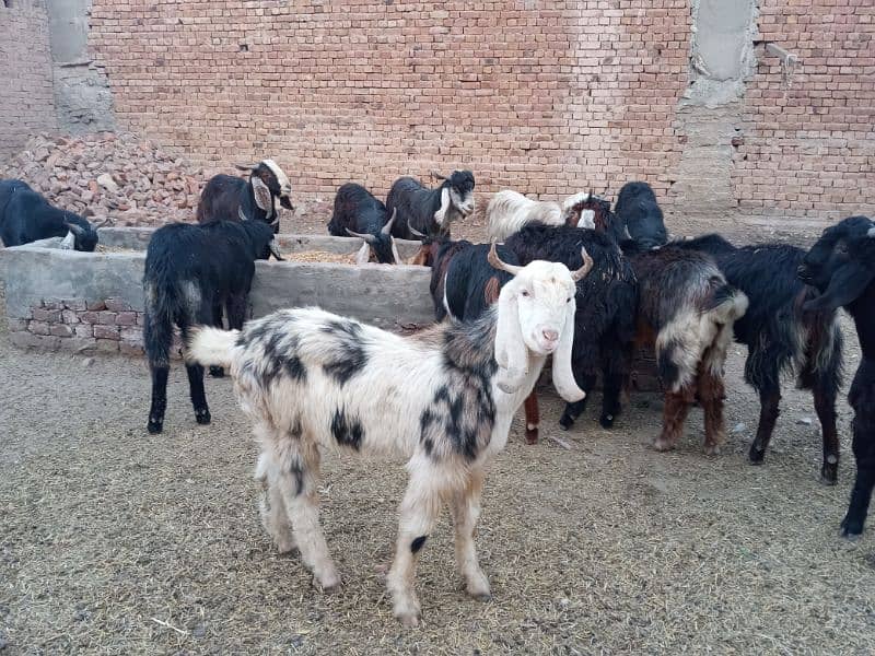 Baluchi/Sindhi cross Bucks for sale by weight, 1600/kg 0