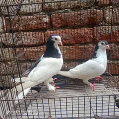 full breeder pair hai. . 03170377493. .