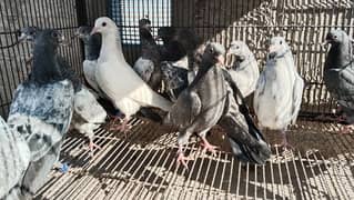 high flying pigeon kids for sale