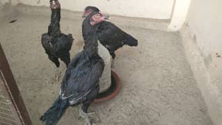 mianwali breed aseel eggs