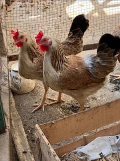 Dandarvi hens trio set (egg laying )