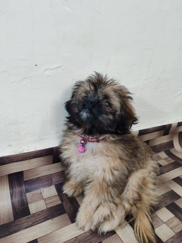 Shih Tzu Dog (Female) for Sale 0