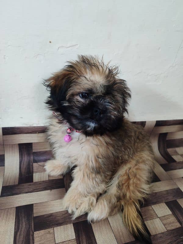 Shih Tzu Dog (Female) for Sale 1