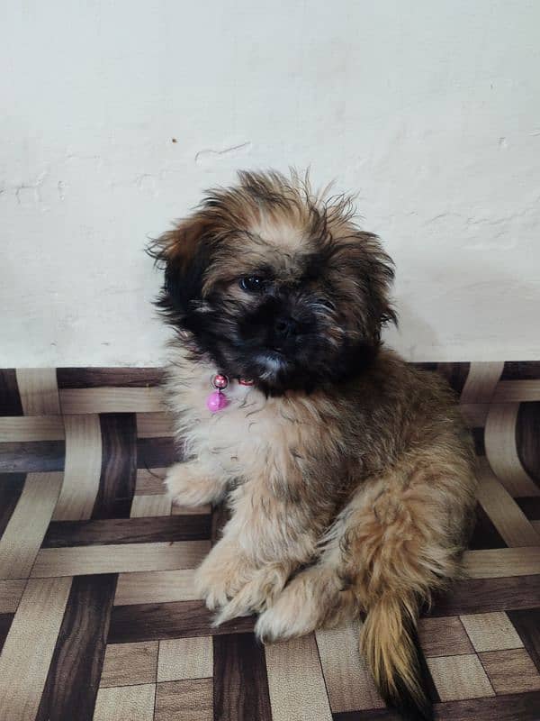 Shih Tzu Dog (Female) for Sale 3