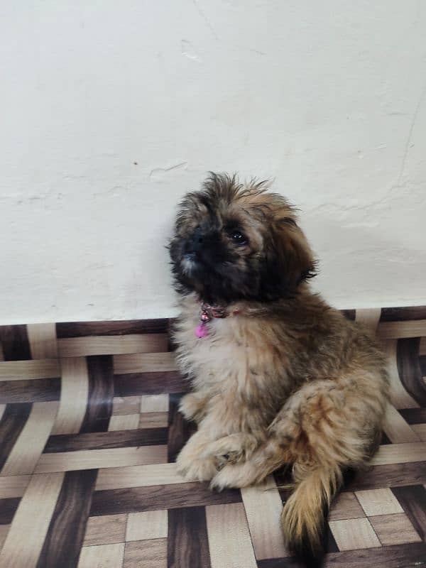 Shih Tzu Dog (Female) for Sale 4