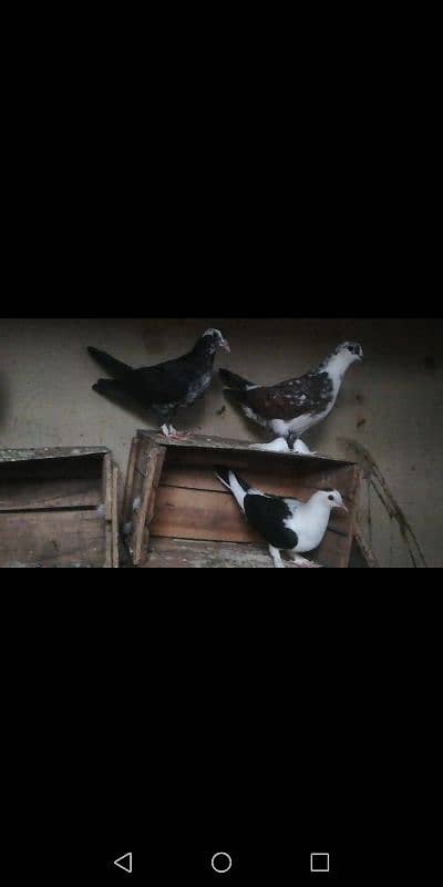 Fancy Pegion (Kabootar), Goldian Chicks, bajri or Finches matki 1