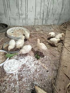 turkey chicks white colour