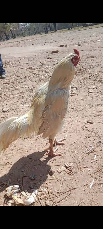 Heera breed murga for sale 2