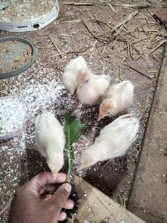 turkey chicks white colour