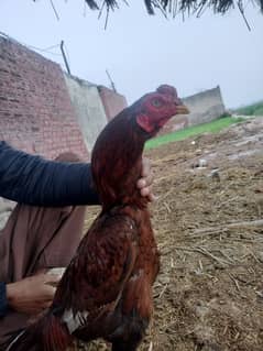 pella patha urgent for sale long hieght