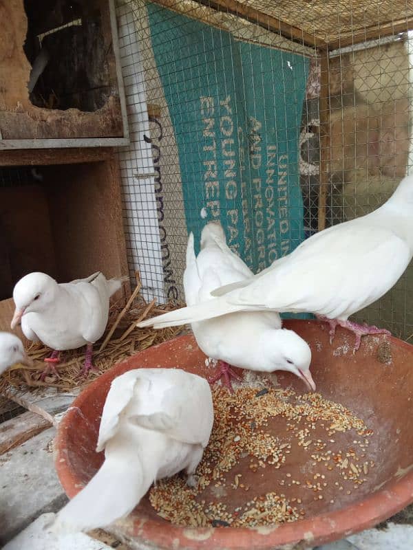 white doves for sale 0