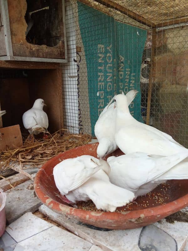 white doves for sale 3