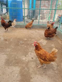 Golden Misri cocks and hens urgently sale