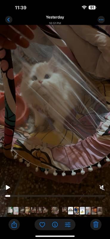 persian cat is available for sale 0