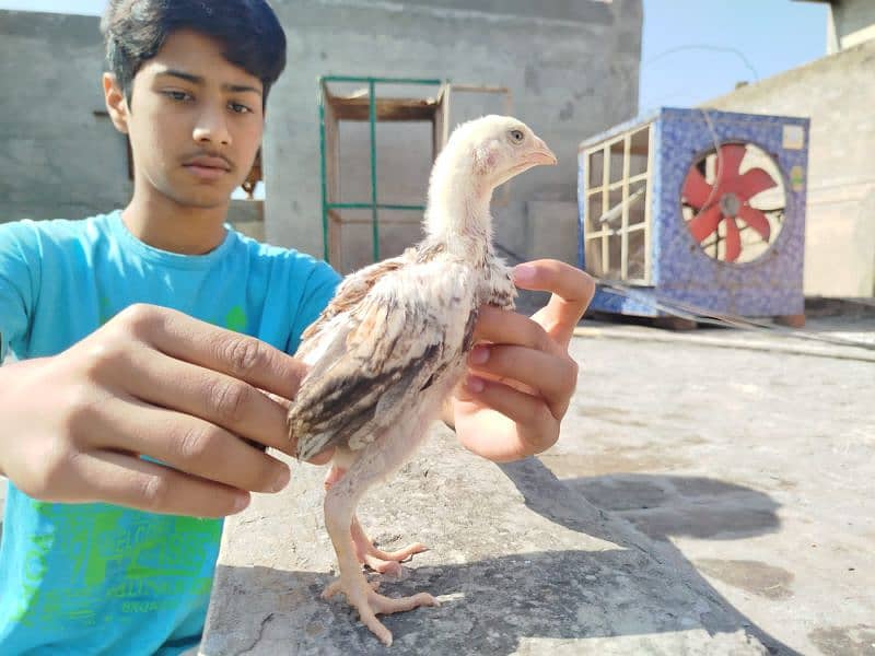 amroha into jawa and mushka into mushka top quality chicks for sale 9