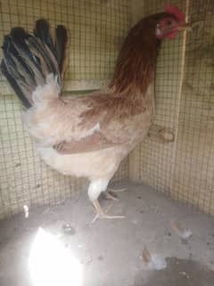 desi hen for sale full active and healthy