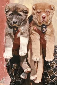 afghani kuchi pair dabal hadi ful havey bone pair security dog for sal