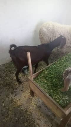 5 female goats for sale dise bakriya 03269773087