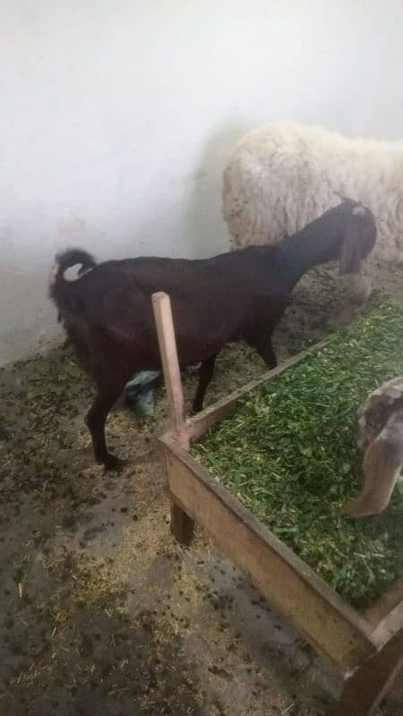 5 female goats for sale dise bakriya 03269773087 0